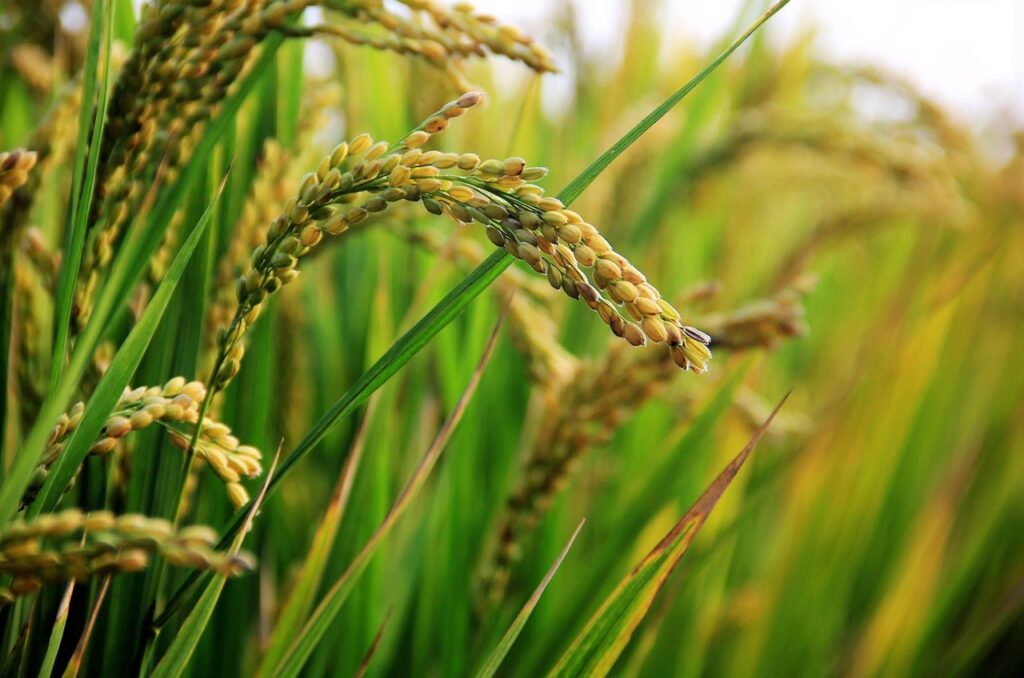 in rice field, ear of rice, rice-2679153.jpg