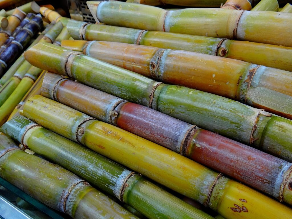sugar cane, sweetgrass, luxury items-276242.jpg